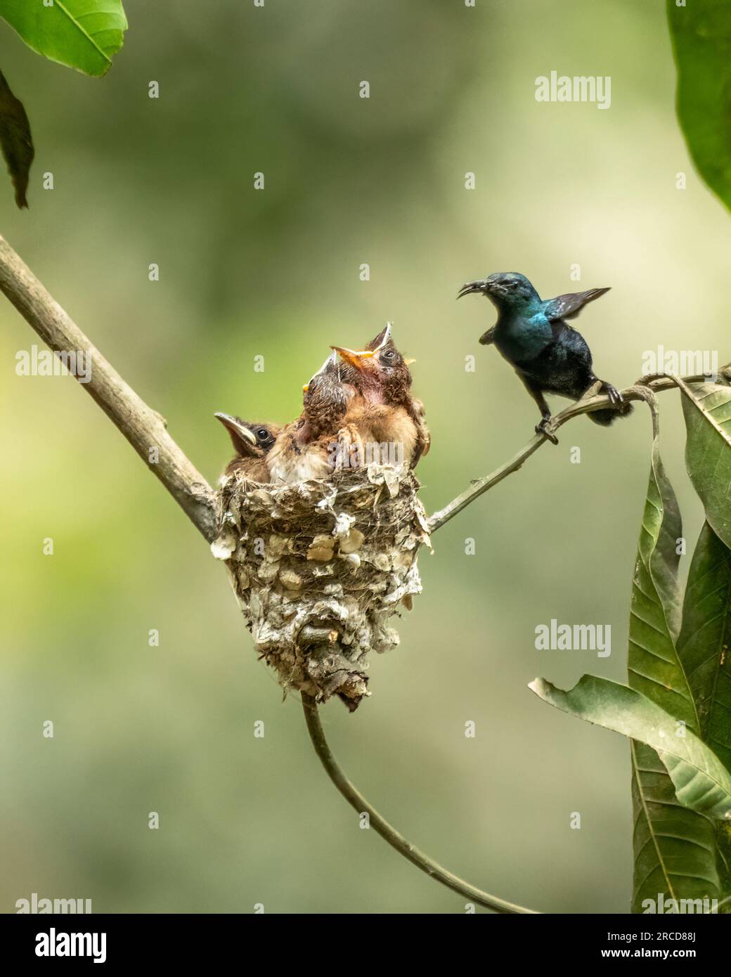 L'uccello del papà ha sentito un istintivo desiderio di prendersi cura dei pulcini. PURBASTHALI; INDIA: Immagini SORPRENDENTI hanno mostrato un piccolo uccello che dà da mangiare ai pulcini di un Foto Stock
