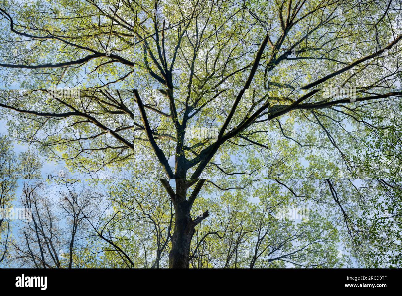 Northern Red Oak, Blue Heron Nature Preserve, Atlanta, Georgia Foto Stock