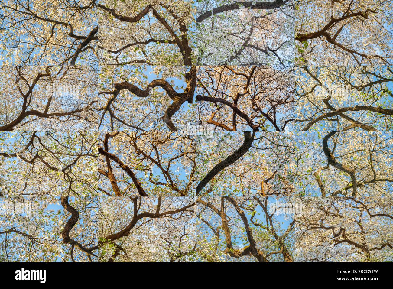 Flowering Dogwood (Collage), Atlanta, Georgia Foto Stock