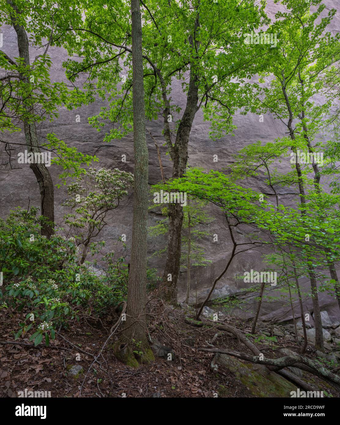 Spring, Forest, Stone Mountain Park, Georgia Foto Stock