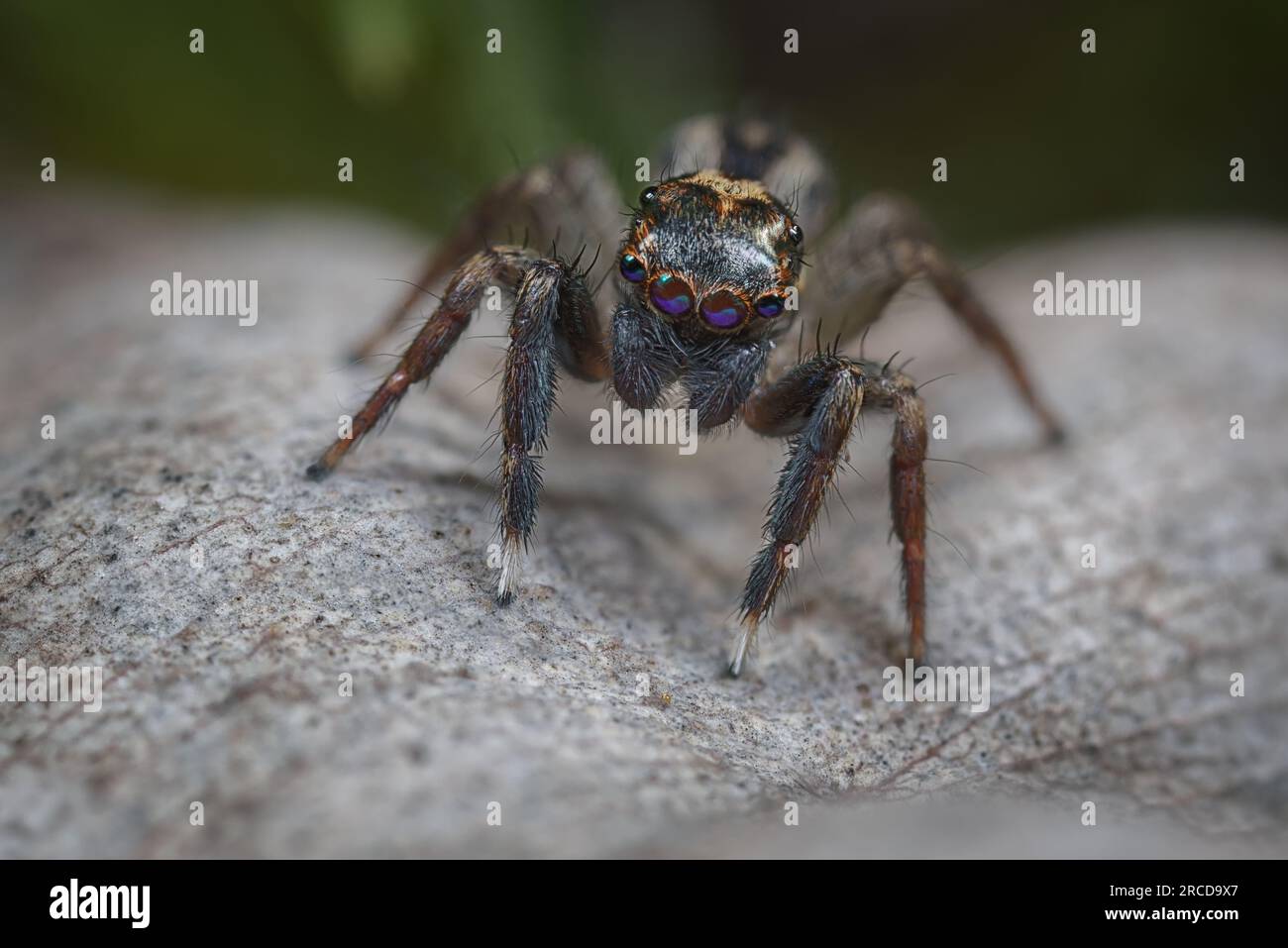 Un ragno di Jotus che caccia tra la lettiera di foglie per la preda. Area di Perth, Australia Occidentale. Foto Stock Un ragno di Jotus che caccia tra la lettiera di foglie per la preda. Area di Perth, Australia Occidentale. Foto Stock