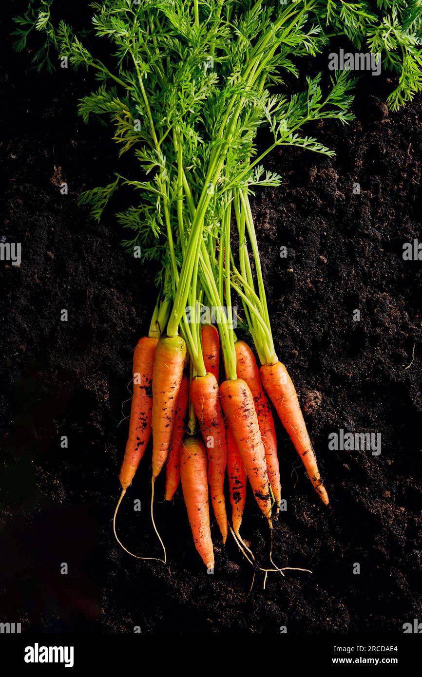 Mazzo di carote organiche su fondo scuro visto dall'alto Foto Stock