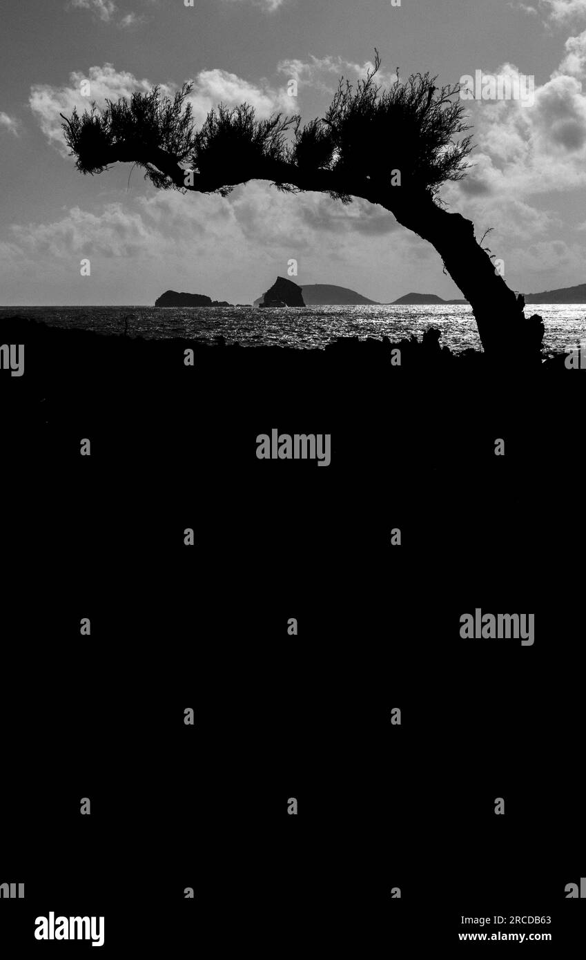 Alberi storti e maledetti lungo l'oceano, Pico Island, Azzorre Foto Stock