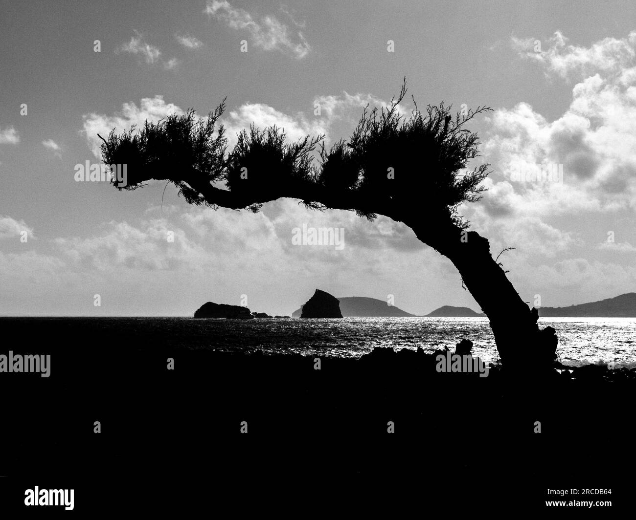 un solo albero storto in silhouette vicino all'oceano e alle isole Foto Stock