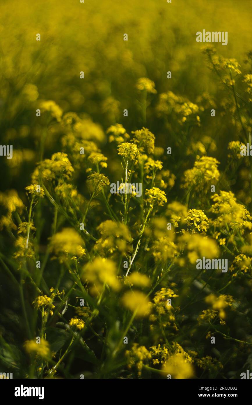 Molti fiori gialli chiudono Foto Stock