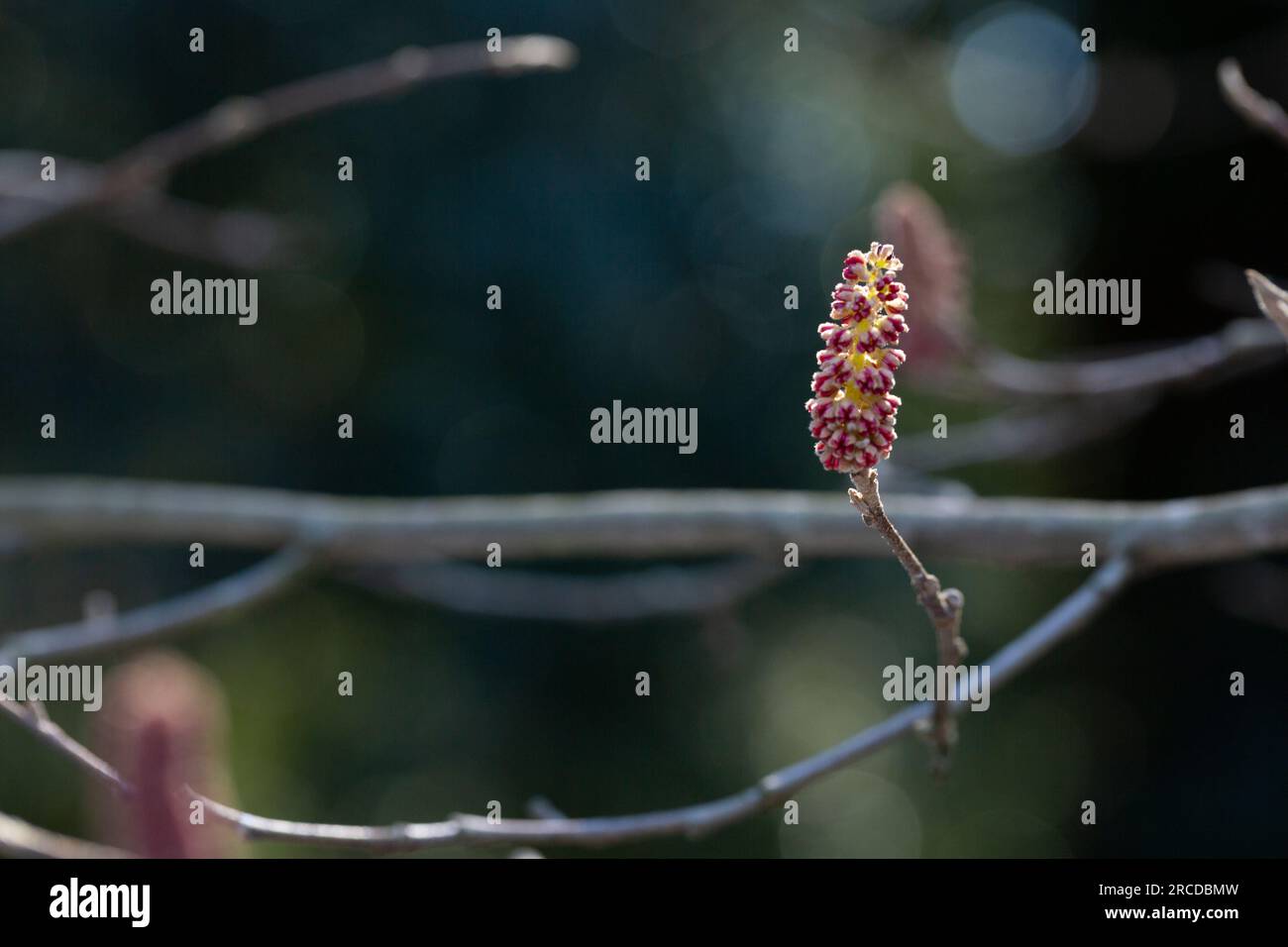 L'albero dell'olmo primaverile i primi fiori rossi con la luce del tramonto. Primo piano della natura primaverile. Nuova vita che inizia. Corona naturale rossa. Foto Stock