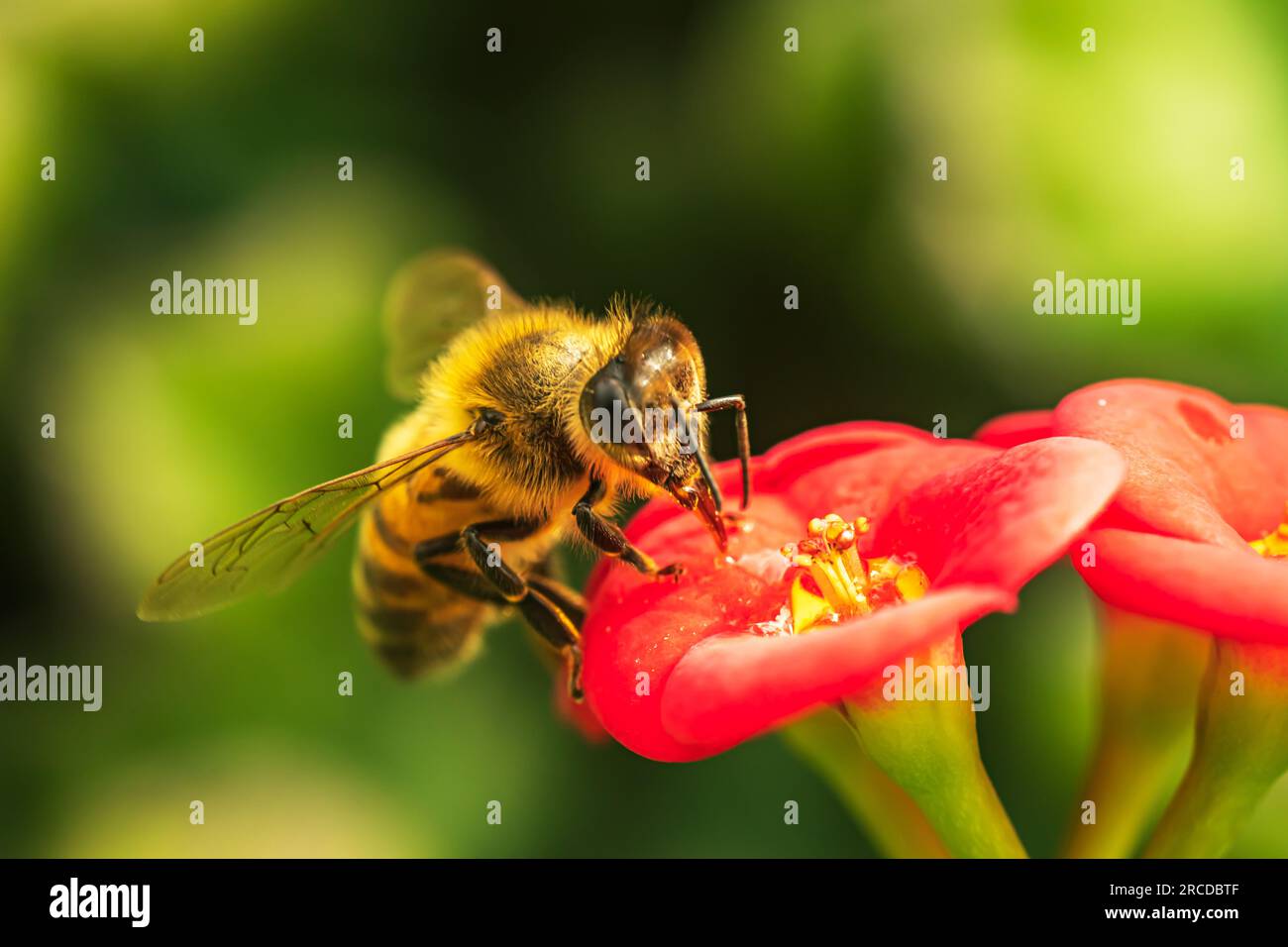 miele ape foraggio su fiori selvatici colorati Foto Stock