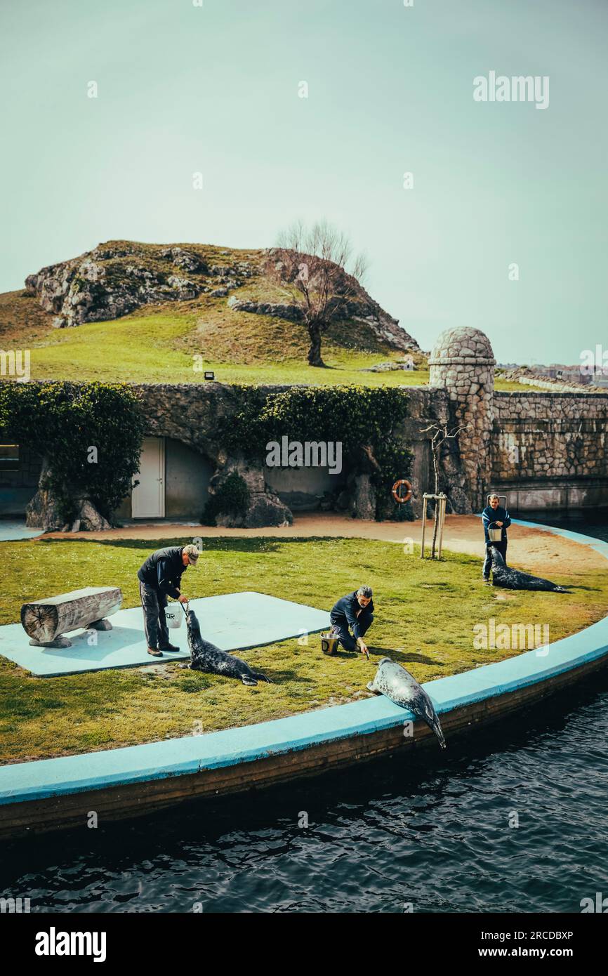 Custodi che danno da mangiare ai leoni marini in un parco marino di Santander. Foto Stock