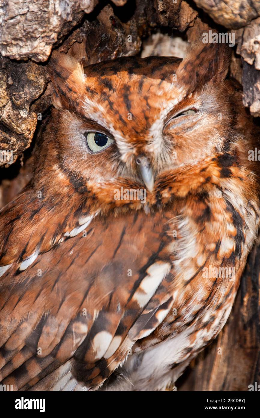 Gufo con un occhio chiuso Foto Stock