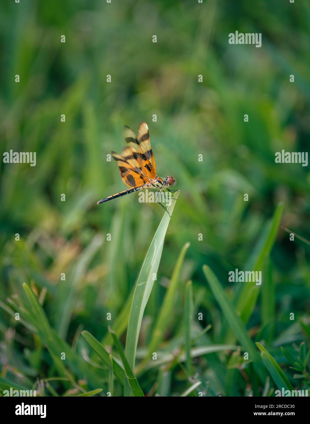 Natura di dragonfly a Coral gables, Florida Foto Stock