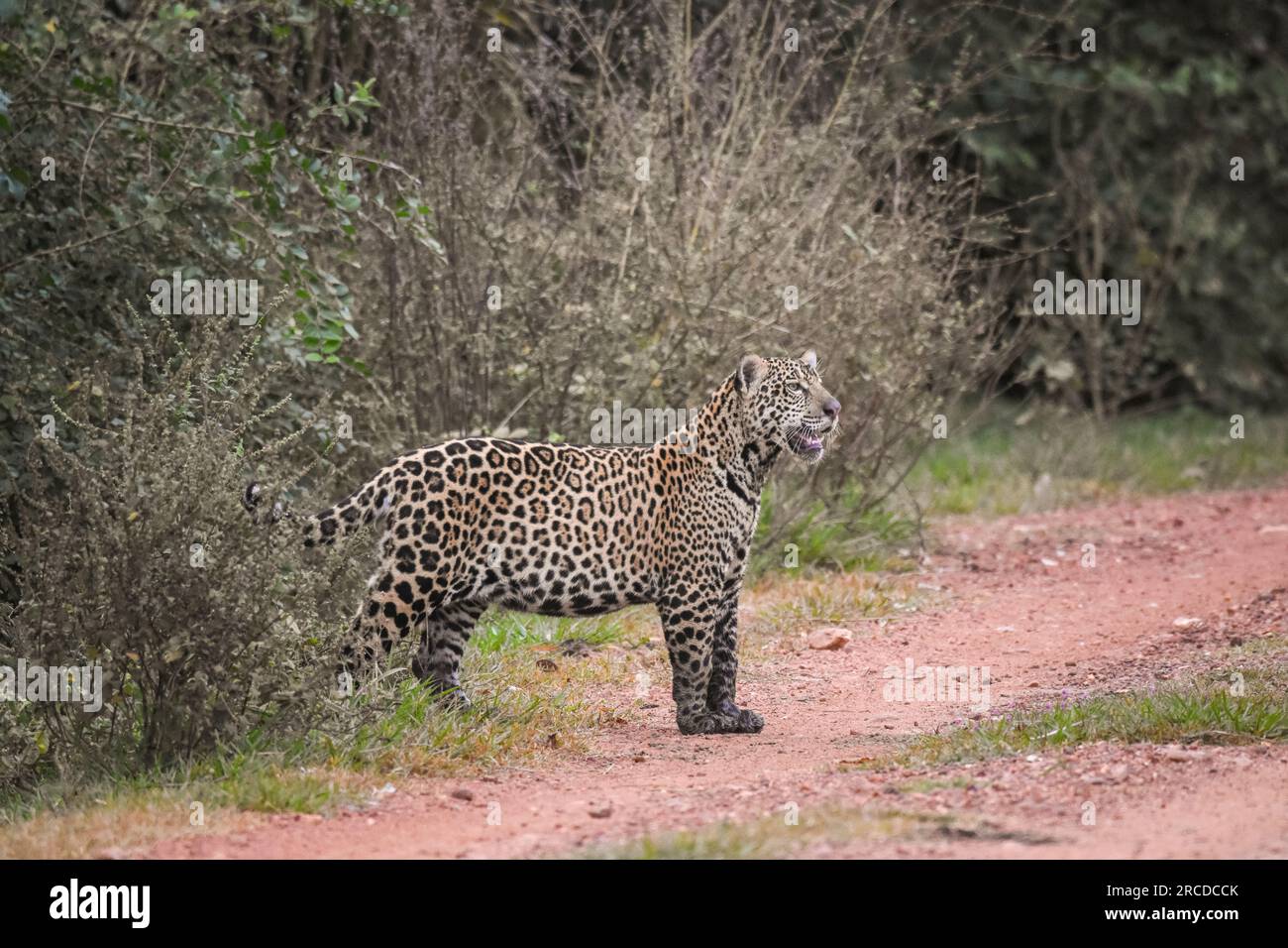 Splendida vista sul cucciolo di giaguaro selvaggio nel campo all'aperto del Pantanal Foto Stock