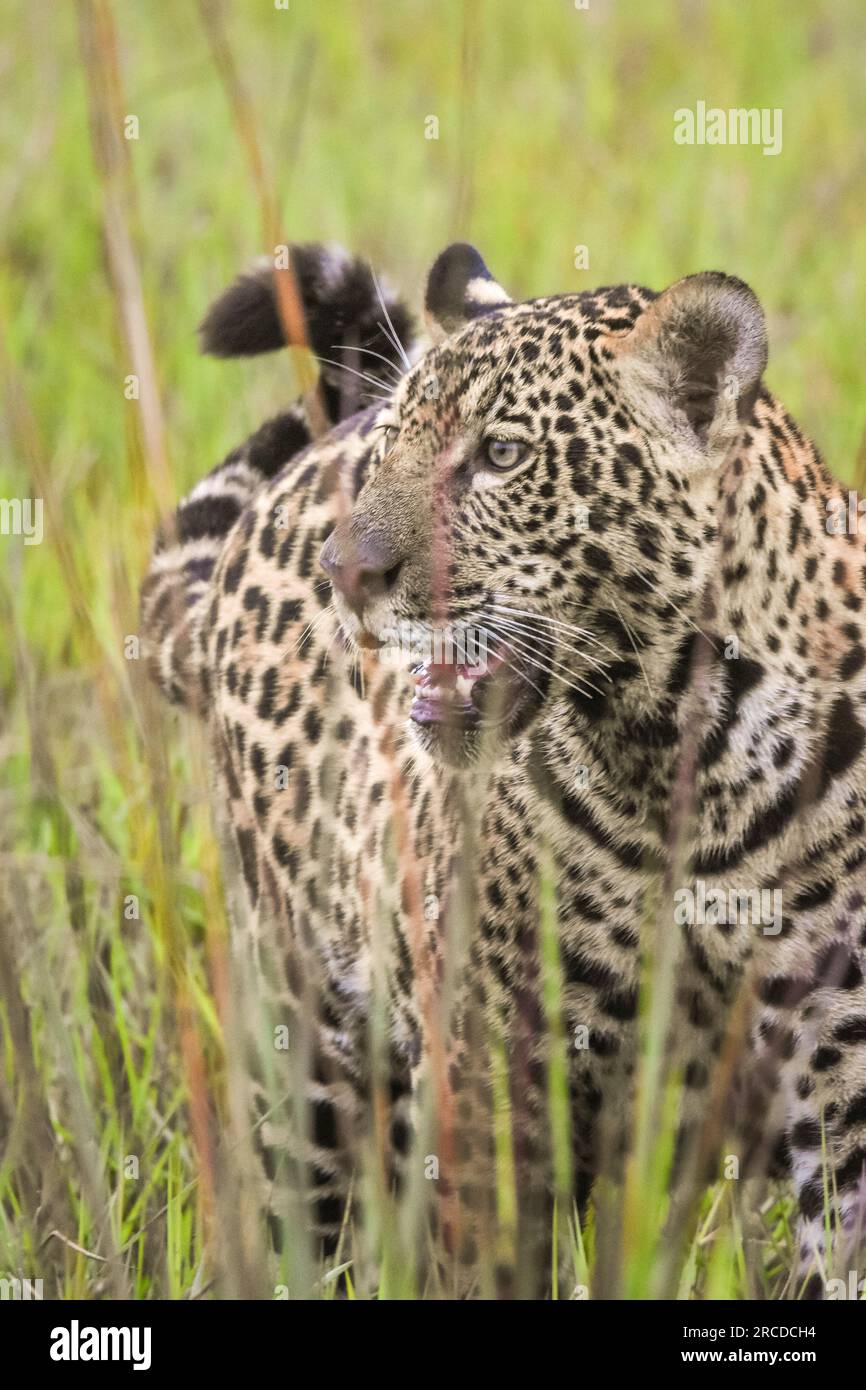 Splendida vista sul cucciolo di giaguaro selvaggio nel campo all'aperto del Pantanal Foto Stock