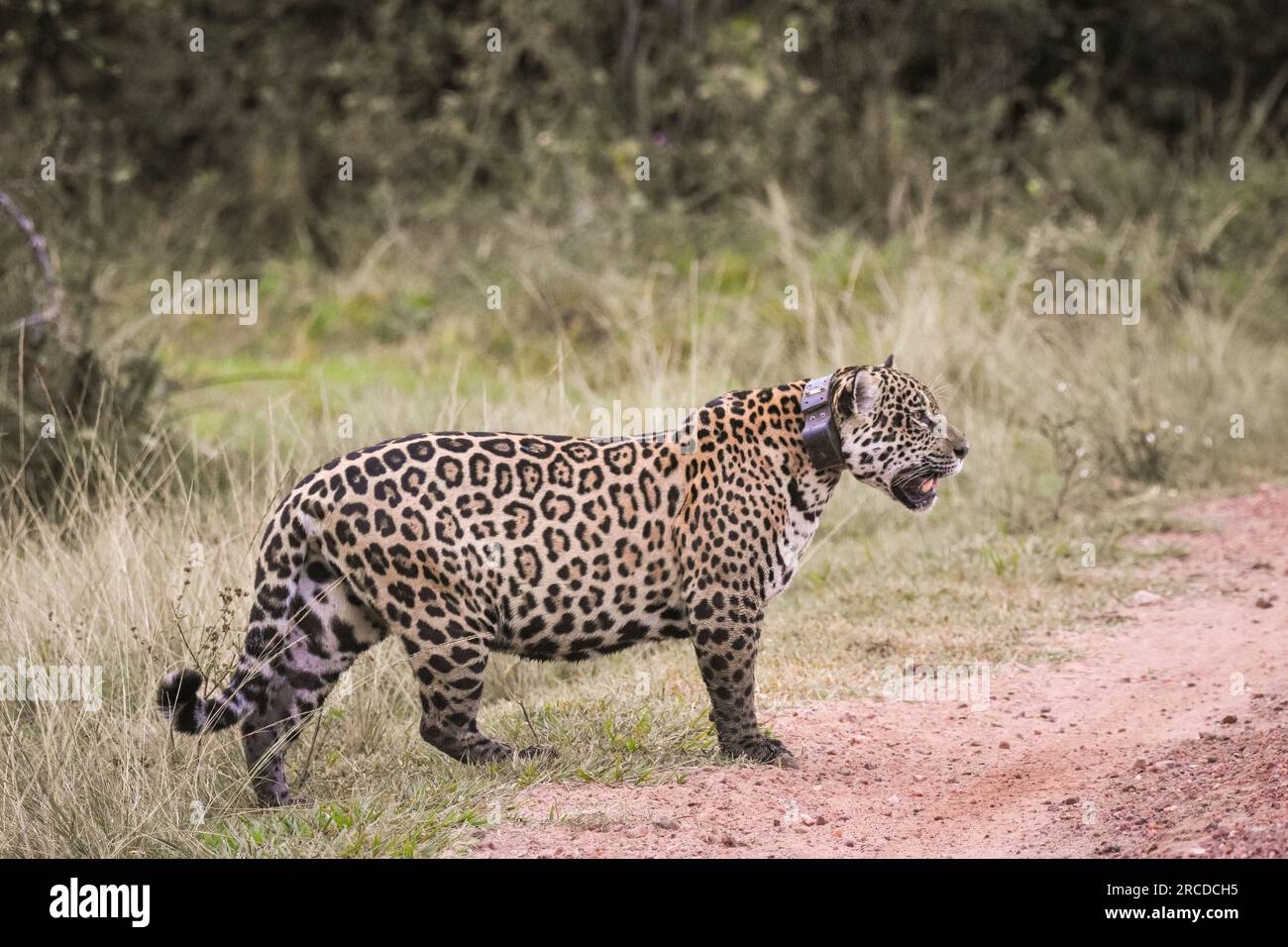 Splendida vista sul giaguaro selvaggio con il collare di rilevamento GPS a Pantanal Foto Stock