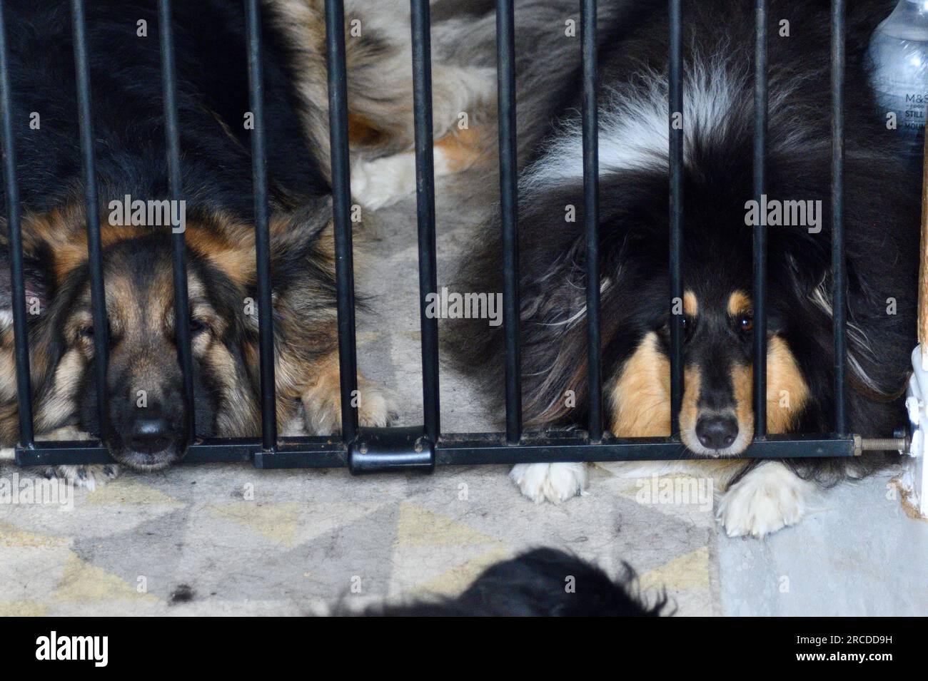 Pastore tedesco e Rough Collie (Lassie Dog) dietro le sbarre Cotswolds Oxfordshire Inghilterra regno unito Foto Stock