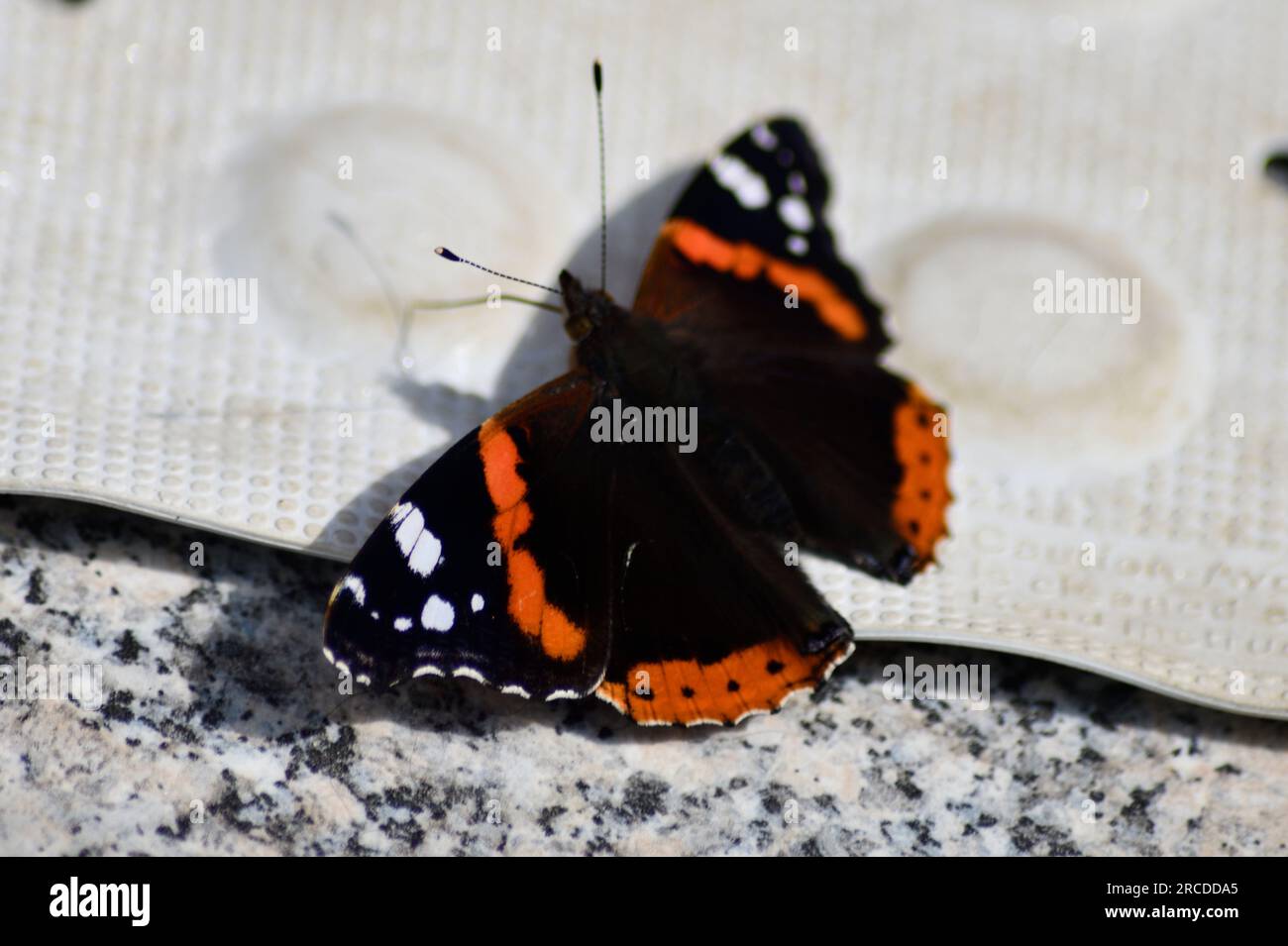 Red Admiral Butterfly (Vanessa atalanta) nelle Cotswolds Foto Stock