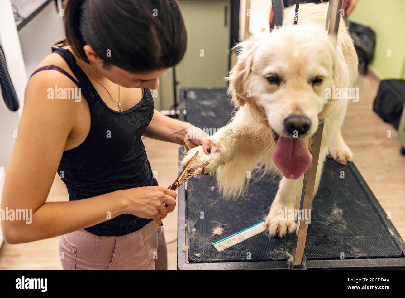 Il groomer del PET con le forbici fa il cane di grooming Foto Stock