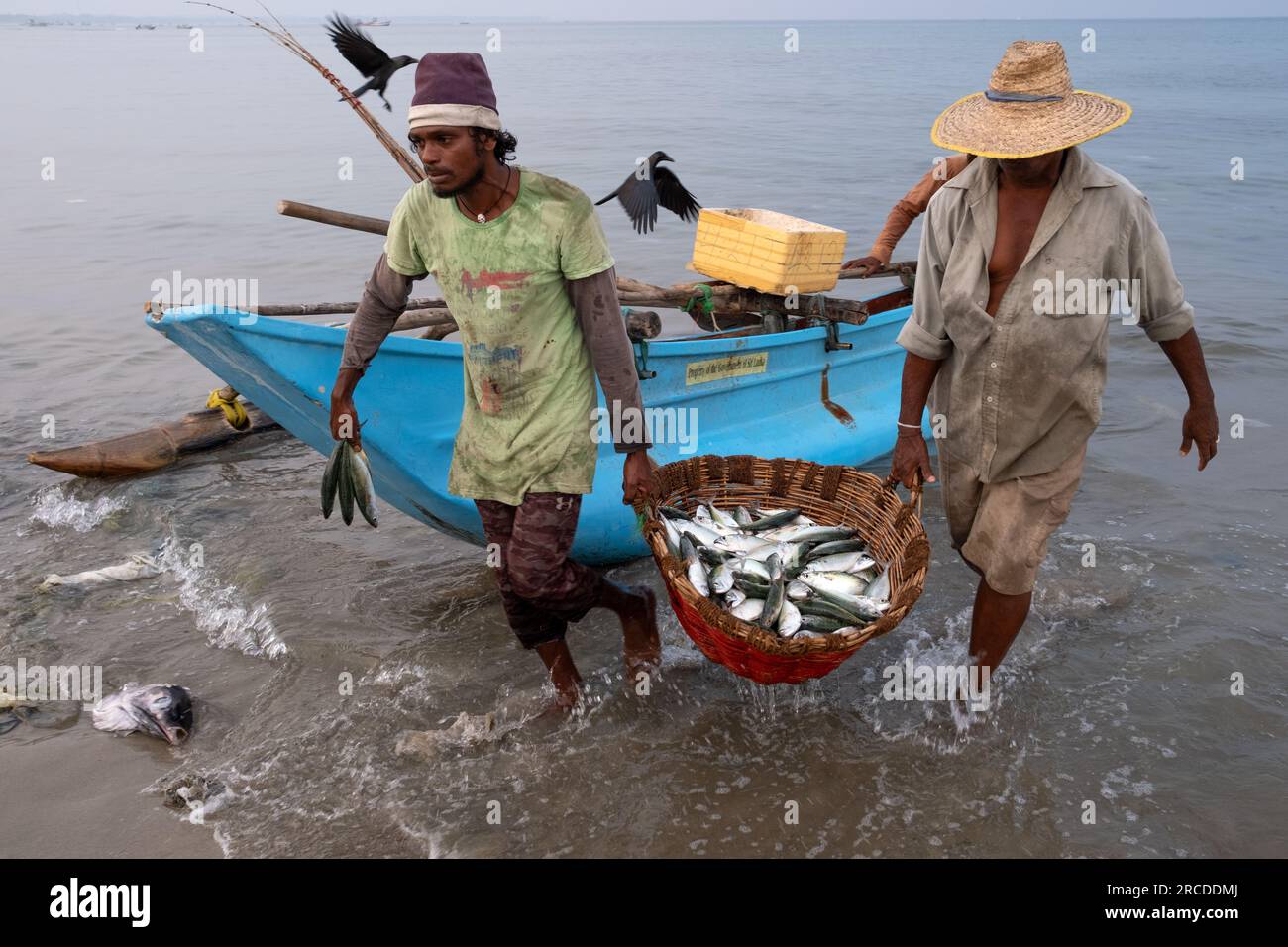 Due pescatori portano un cesto con pesci sulla spiaggia di Trincomalee, Sri Lanka Foto Stock