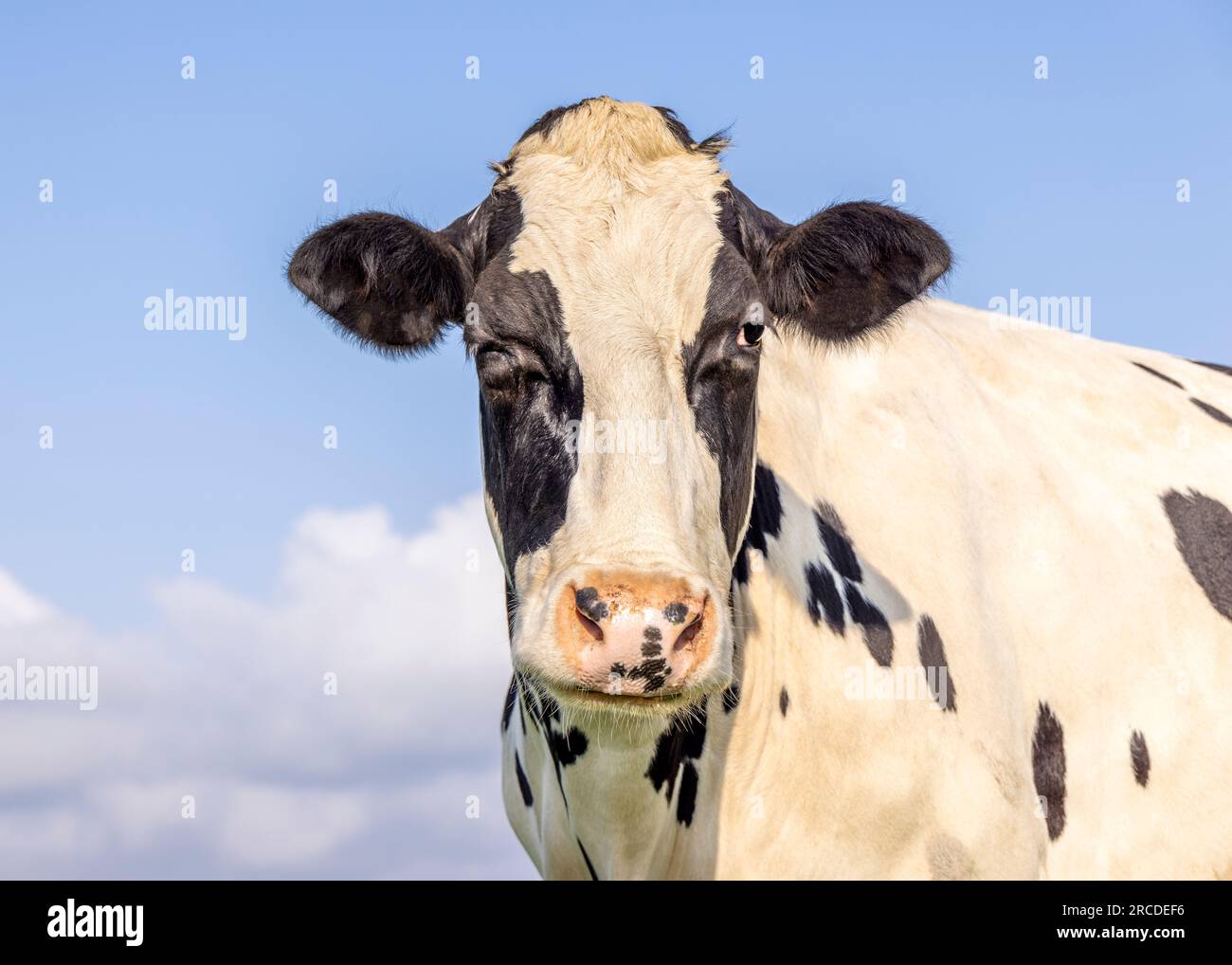 Occhiolino di mucca, bianco e nero lampeggiano con un occhio chiuso, naso rosa, di fronte a un cielo blu Foto Stock