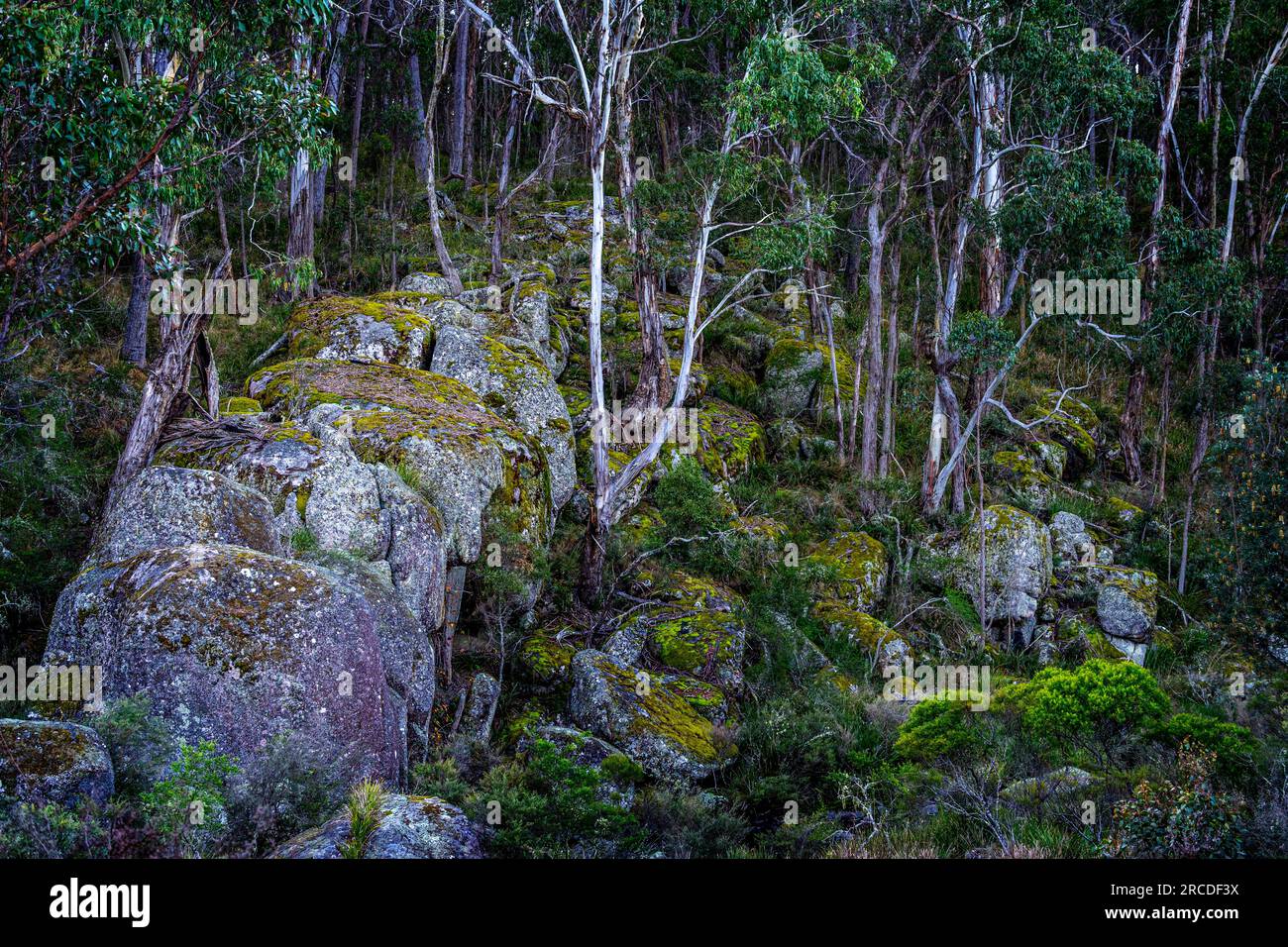 Cresta di granito ricoperto di muschio su una collina sopra Glen Elgin Creek, New England Tablelands, NSW Australia Foto Stock