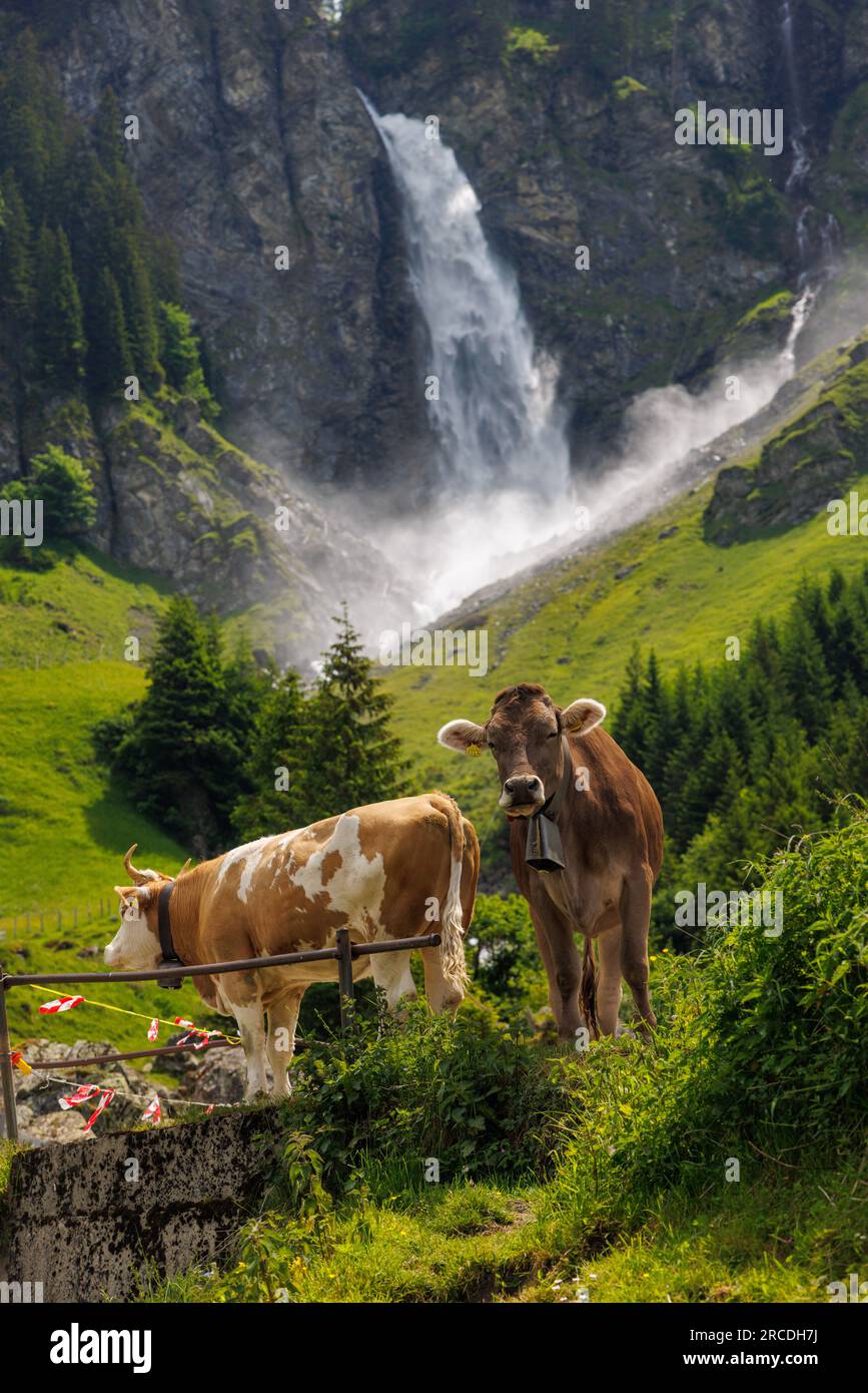 Mucche di fronte alla cascata di Stäuber a Schächental, Uri in estate Foto Stock