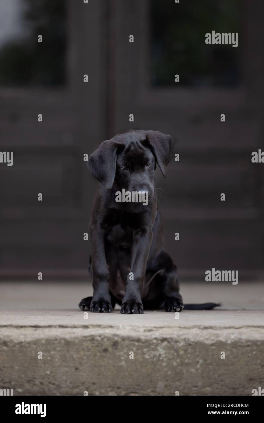 Ritratto di un cucciolo Labrador nero di 14 settimane di pedigree con una simpatica espressione seduto su gradini di pietra davanti a porte grigio scuro con spazio per le copie Foto Stock