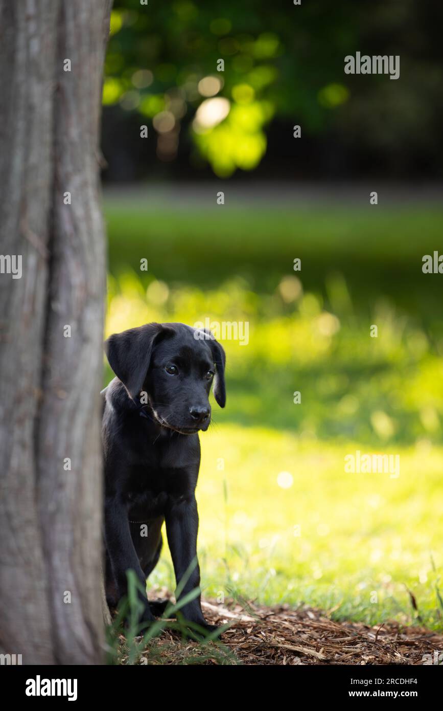 Ritratto di un adorabile cucciolo nero del Labrador che guarda da dietro un albero con sfondo bokeh in erba luminosa e soleggiata con spazio per la copia Foto Stock