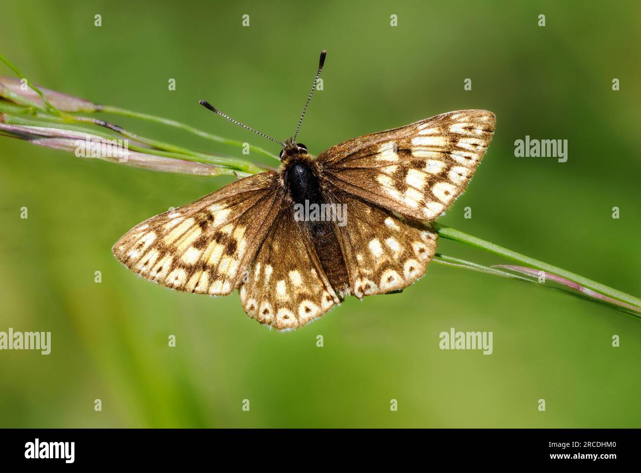 Forma pallida della farfalla Duca di Borgogna Hamearis lucina a Rodborough Common vicino Stroud nelle colline Cotswold UK Foto Stock