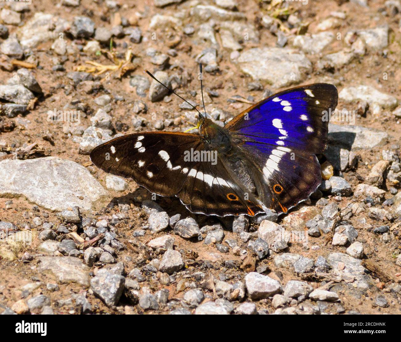 Purple Emperor Apatura Iris maschio che campiona sali da una pista boschiva attraverso Bentley Wood nel Wiltshire, Regno Unito Foto Stock