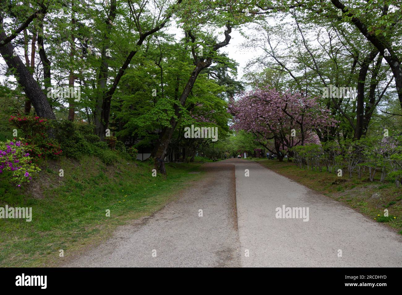 I turisti si godono la fioritura dei ciliegi nei giardini del castello di Hirosaki durante la settimana del giardino Foto Stock