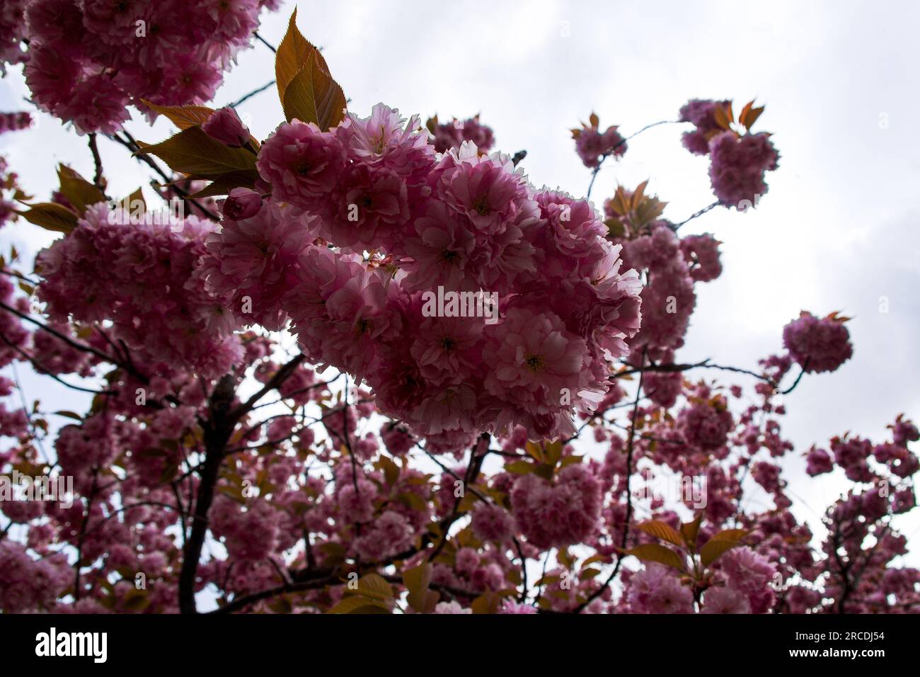 I giardini del castello di Hirosake mostrano una grande mostra di fiori di ciliegio in Giappone Foto Stock