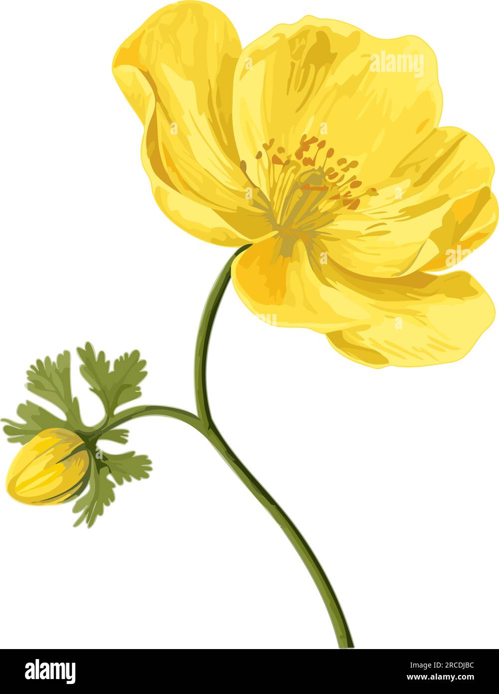 Ramoscello con fiore giallo fiorito. Fiore di campo primaverile. Acquerello floreale. Elemento di design per biglietti di nozze, inviti, poster di auguri. Vector bota Illustrazione Vettoriale