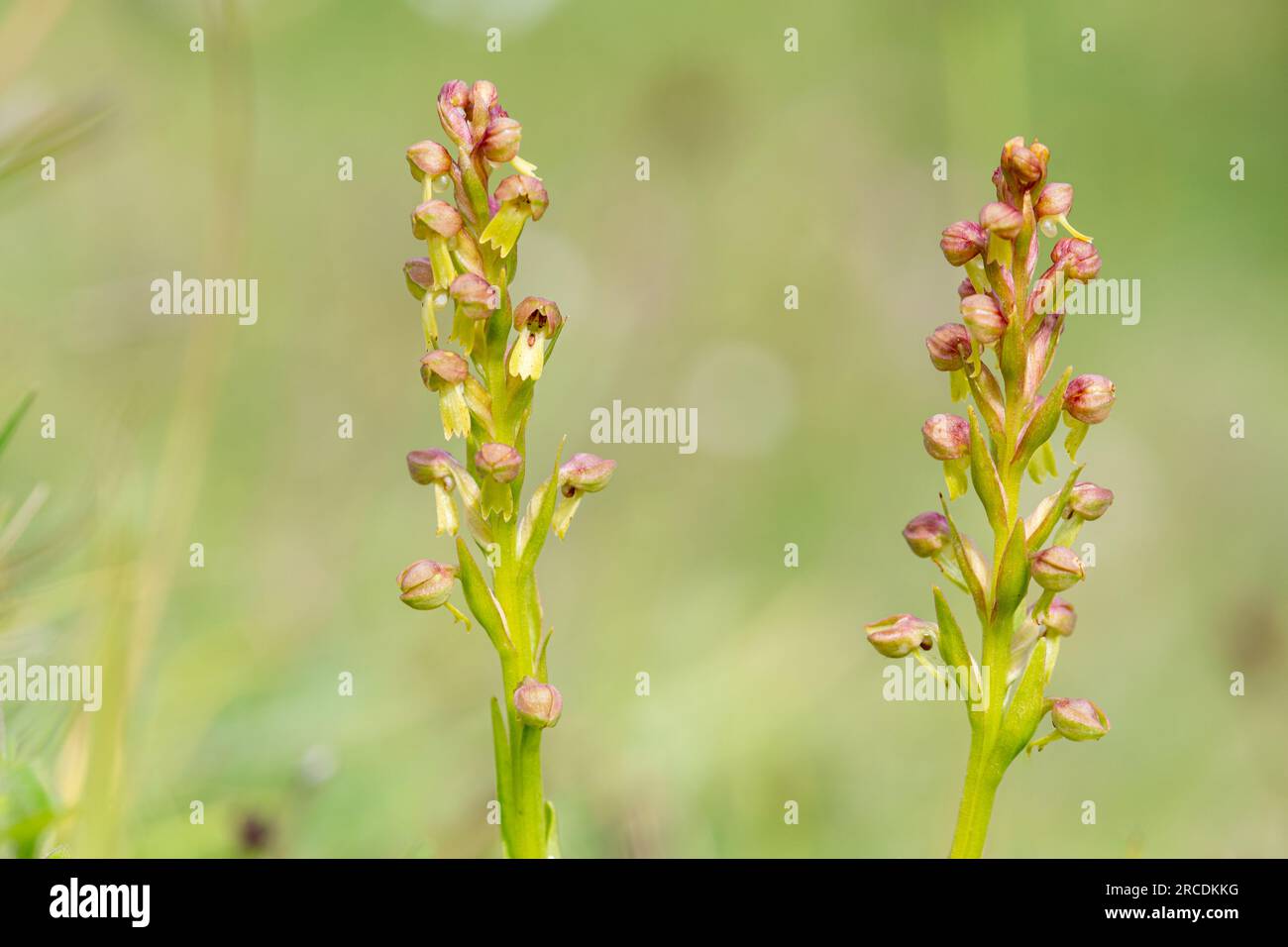 Orchidee di rana (Dactylorhiza viridis) nell'habitat di gesso a Noar Hill SSSI, Hampshire, Inghilterra, Regno Unito, durante luglio Foto Stock