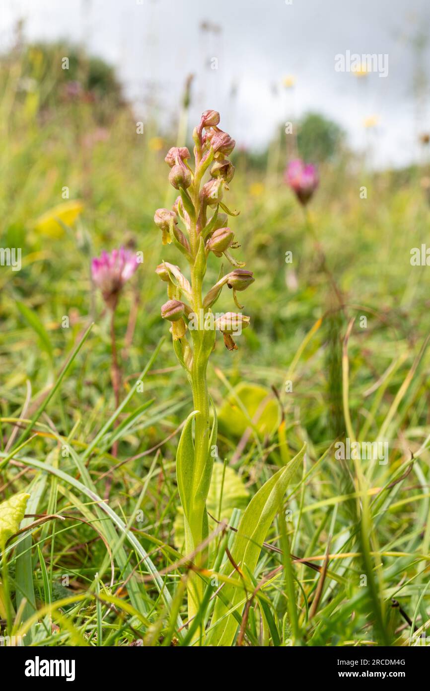 Orchidea rana (Dactylorhiza viridis) nell'habitat di gesso a Noar Hill SSSI, Hampshire, Inghilterra, Regno Unito, durante luglio Foto Stock