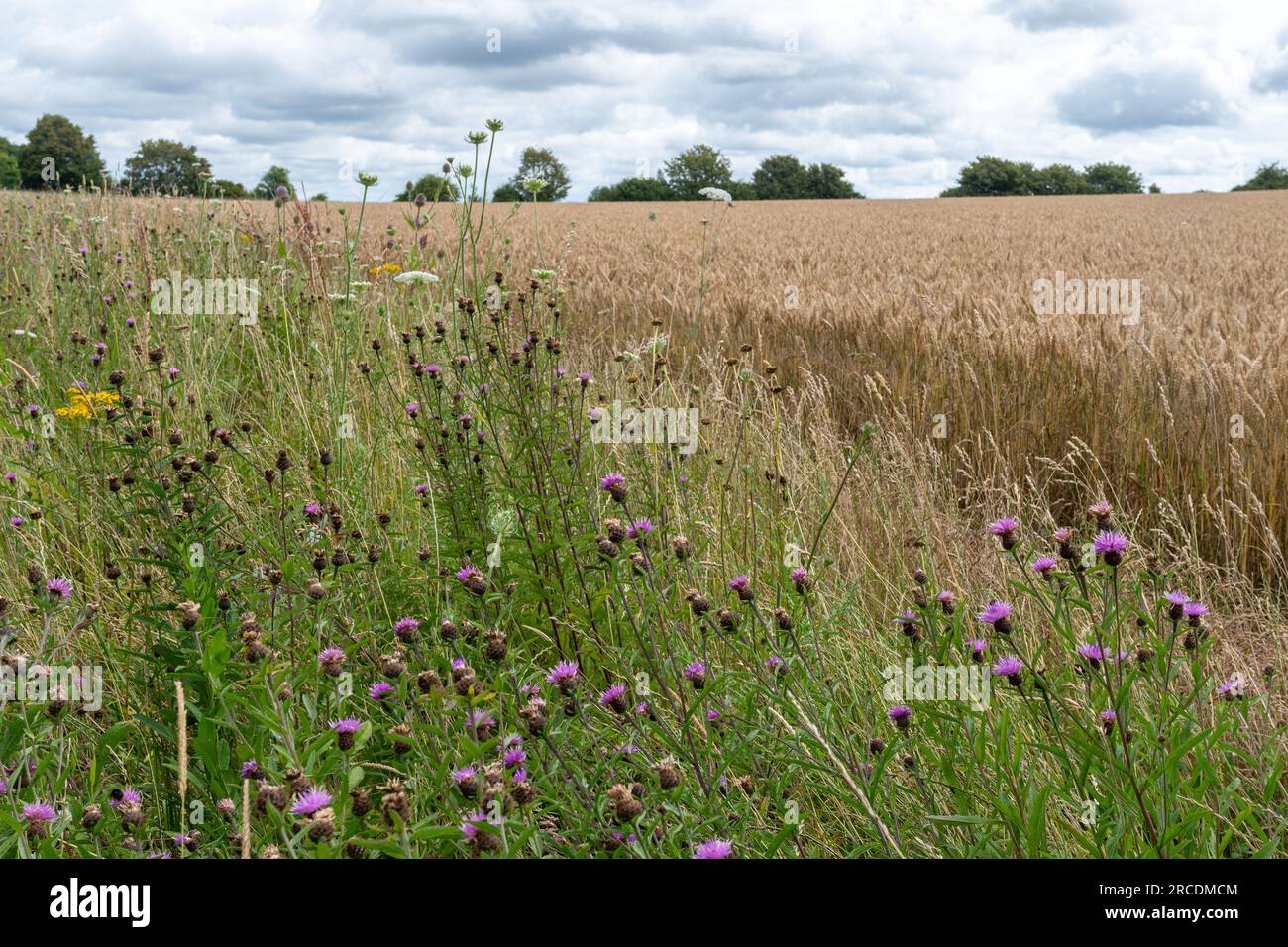 Un margine di fiori selvatici intorno al bordo di un campo di grano arabile su terreni agricoli in Hampshire, Inghilterra, Regno Unito, durante luglio o estate Foto Stock