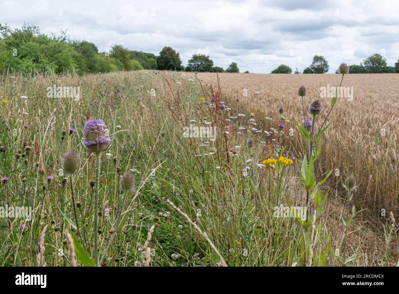Un margine di fiori selvatici intorno al bordo di un campo di grano arabile su terreni agricoli in Hampshire, Inghilterra, Regno Unito, durante luglio o estate Foto Stock