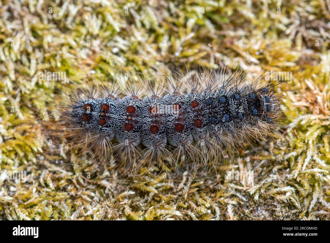 Zingaro (Lymantria dispar) bruco o larva, Inghilterra, Regno Unito, defogliatore di alberi latifoglie Foto Stock
