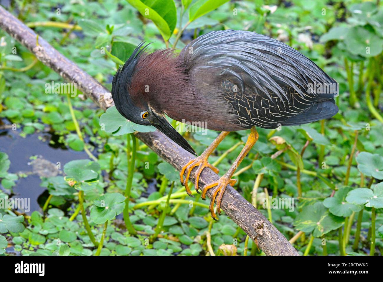 Heron verde (Butorides striatus). Green Cay Wetlands, Palm Beach County, Florida. Foto Stock