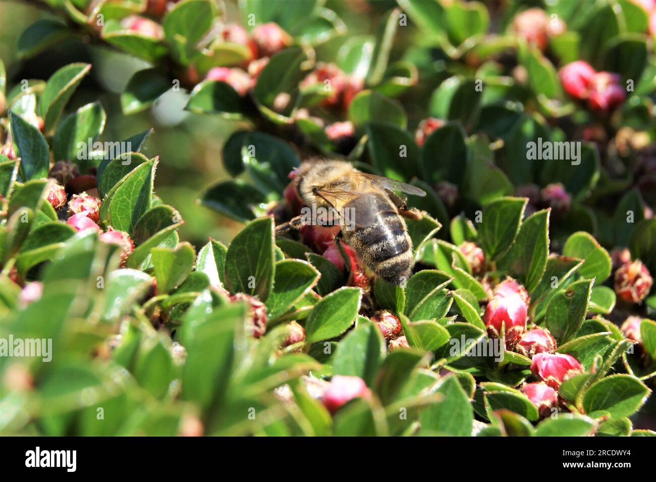 Un'ape in un soleggiato giorno primaverile. Un'ape su un ramo di un cespuglio decorativo Foto Stock