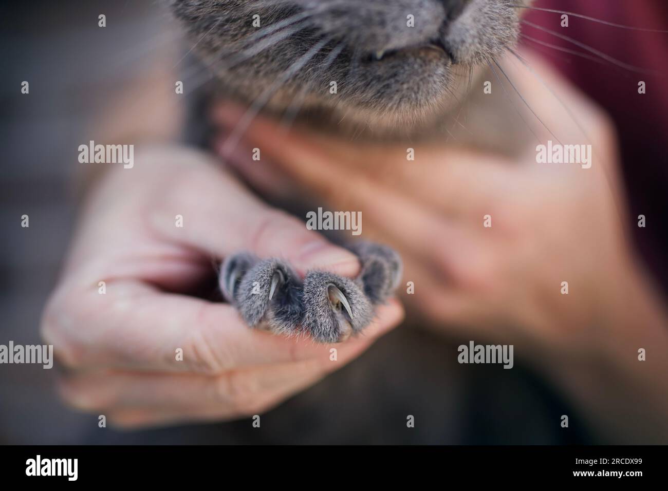 Uomo che tiene in mano il gatto britannico Shorthair che mostra lunghi artigli affilati. Temi animali domestici. Foto Stock