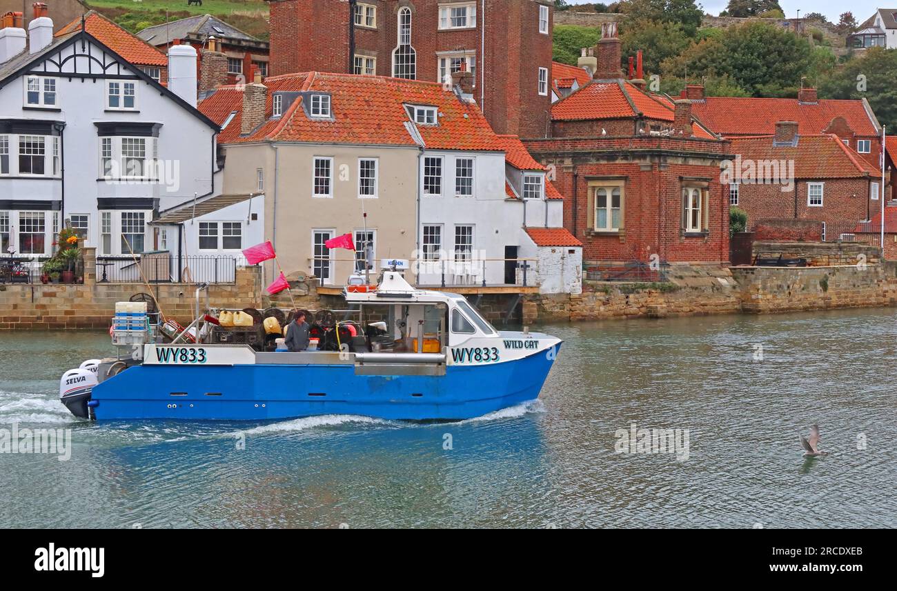 WY833 nave da pesca Wild Cat naviga nel porto di Whitby, Whitby, North Yorkshire, Inghilterra, Regno Unito, YO21 1DN Foto Stock