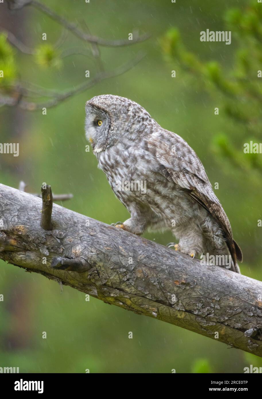 Great Gray Owl (Strix nebulosa) durante le precipitazioni nel parco nazionale di Yellowstone, Wyoming. Foto Stock