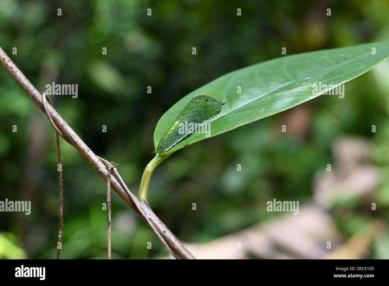 Un colore verde Tailed Green jay caterpillar si trova sulla superficie di una foglia verde Foto Stock