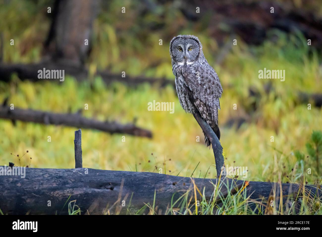 Grande gufo grigio (Strix nebulosa). Autunno nel parco nazionale di Yellowstone. Foto Stock