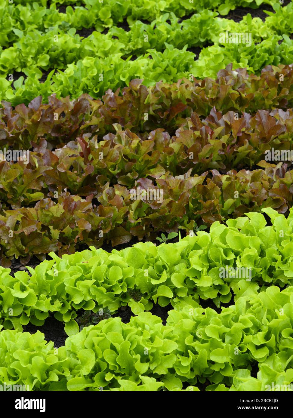 Colture commestibili biologiche miste in un letto da giardino (foglie fresche verdi e rosse, prodotti alimentari a foglia, toppa vegetale) - West Yorkshire, Inghilterra, Regno Unito. Foto Stock