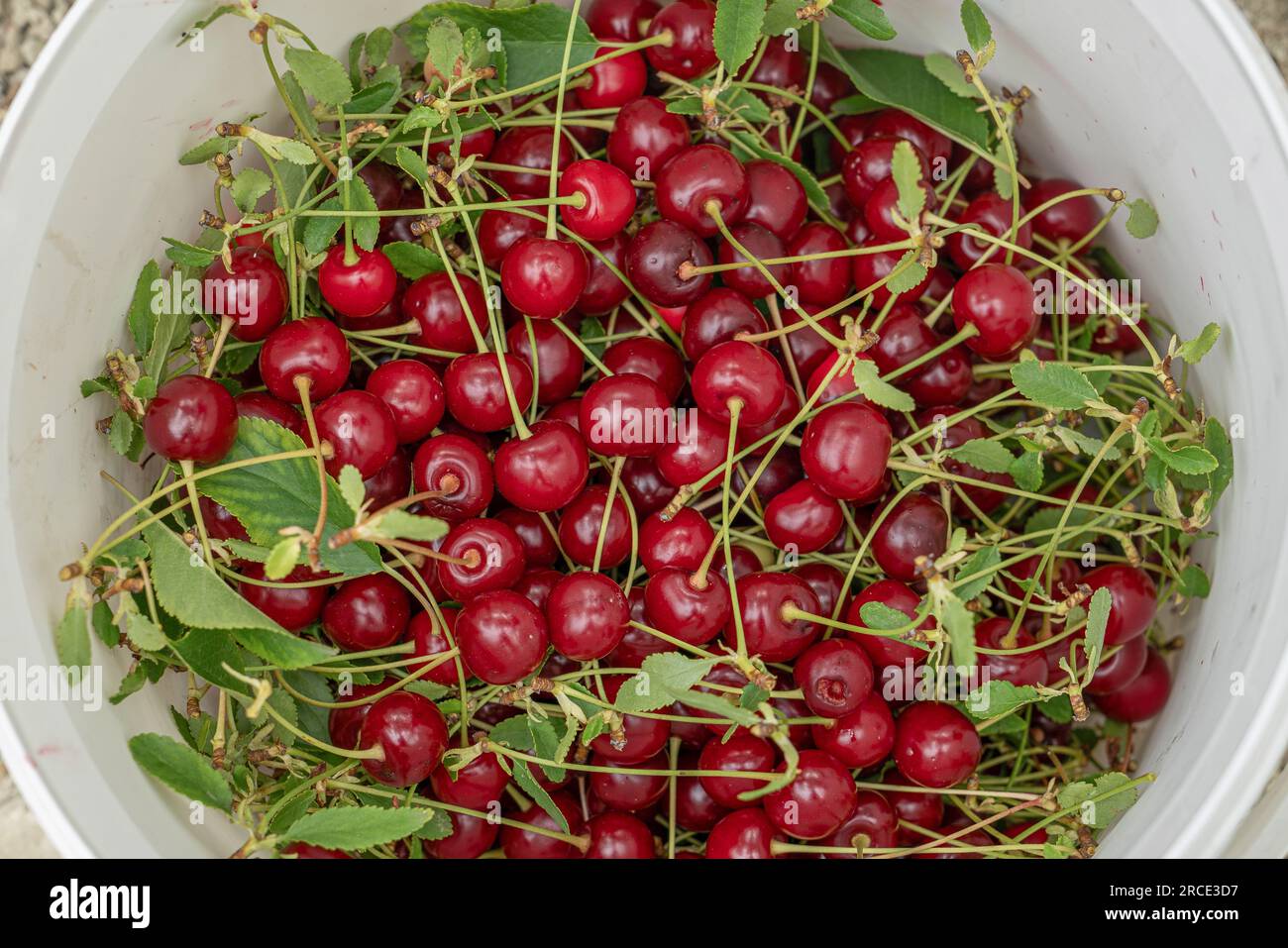 Vista dall'alto delle ciliegie acide raccolte dal frutteto in un secchio. Foto Stock
