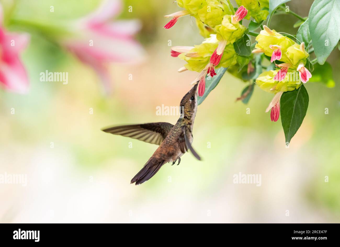 Il giovane colibrì Topaz rubino, la zanzara Chrysolampis, in volo si nutre di esotici fiori di gamberi in un giardino impollinatore. Foto Stock