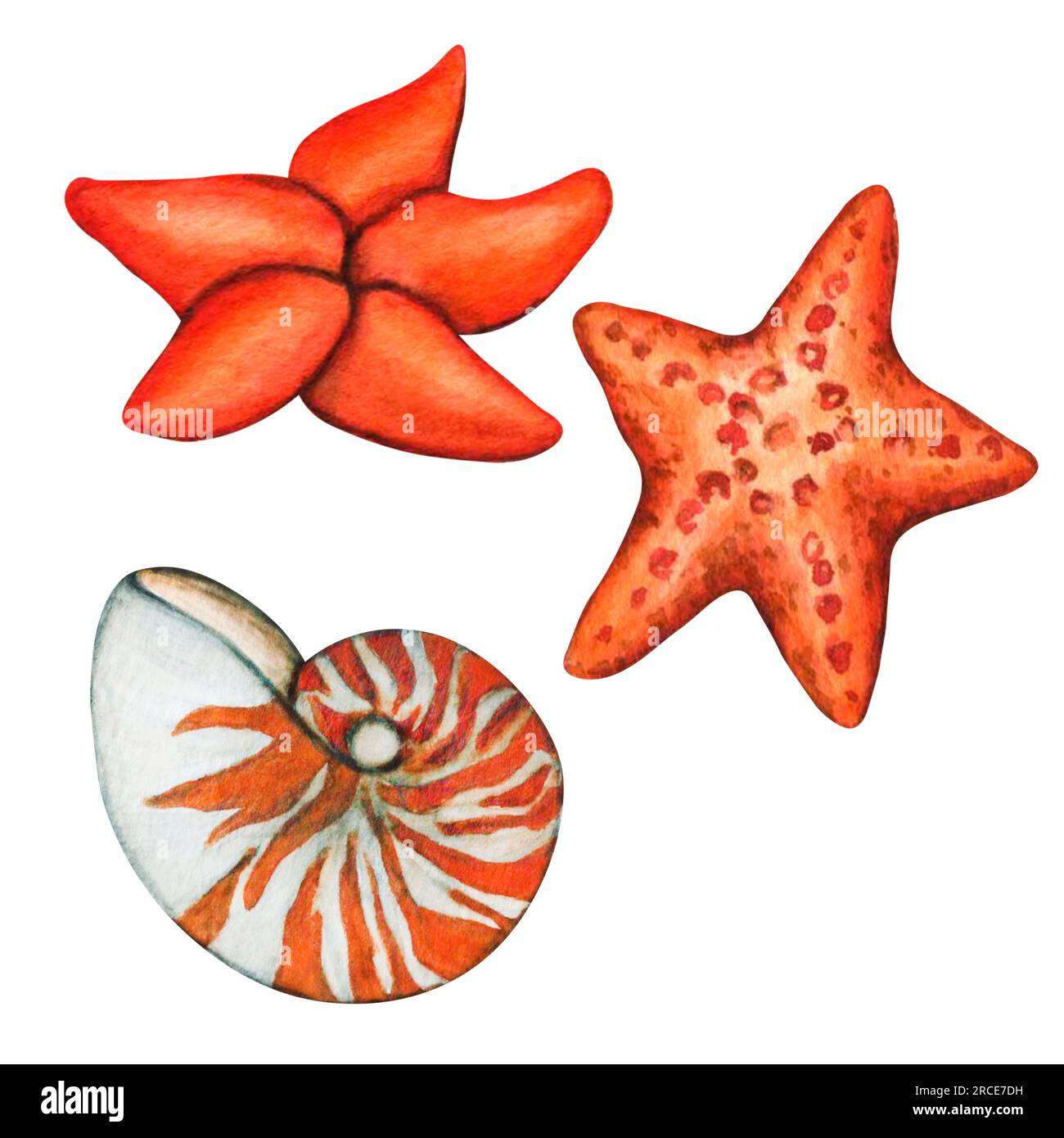 Set di illustrazioni ad acquerello di oggetti isolati conchiglie di mare e stelle marine. Clip d'arte botanica subacquea dipinta a mano per bambini stampa, decorazione e d Foto Stock