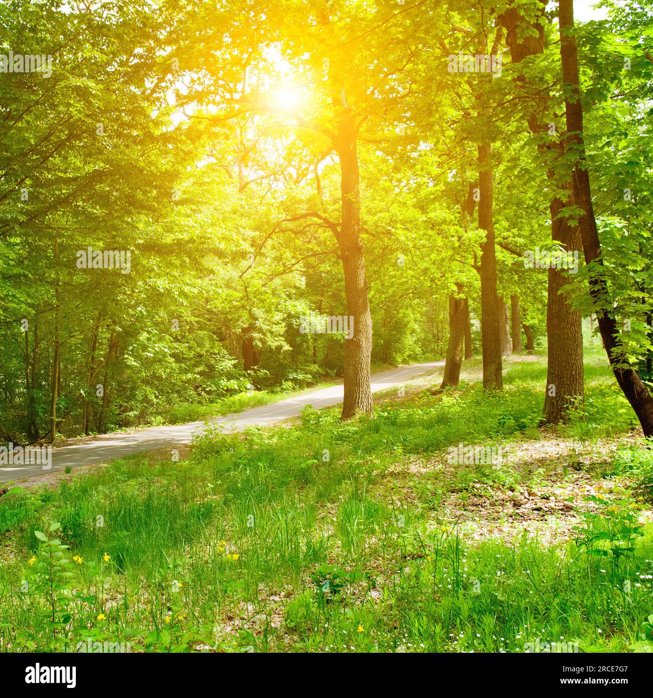 Foresta decidua, strada forestale e sole luminoso. Foto Stock