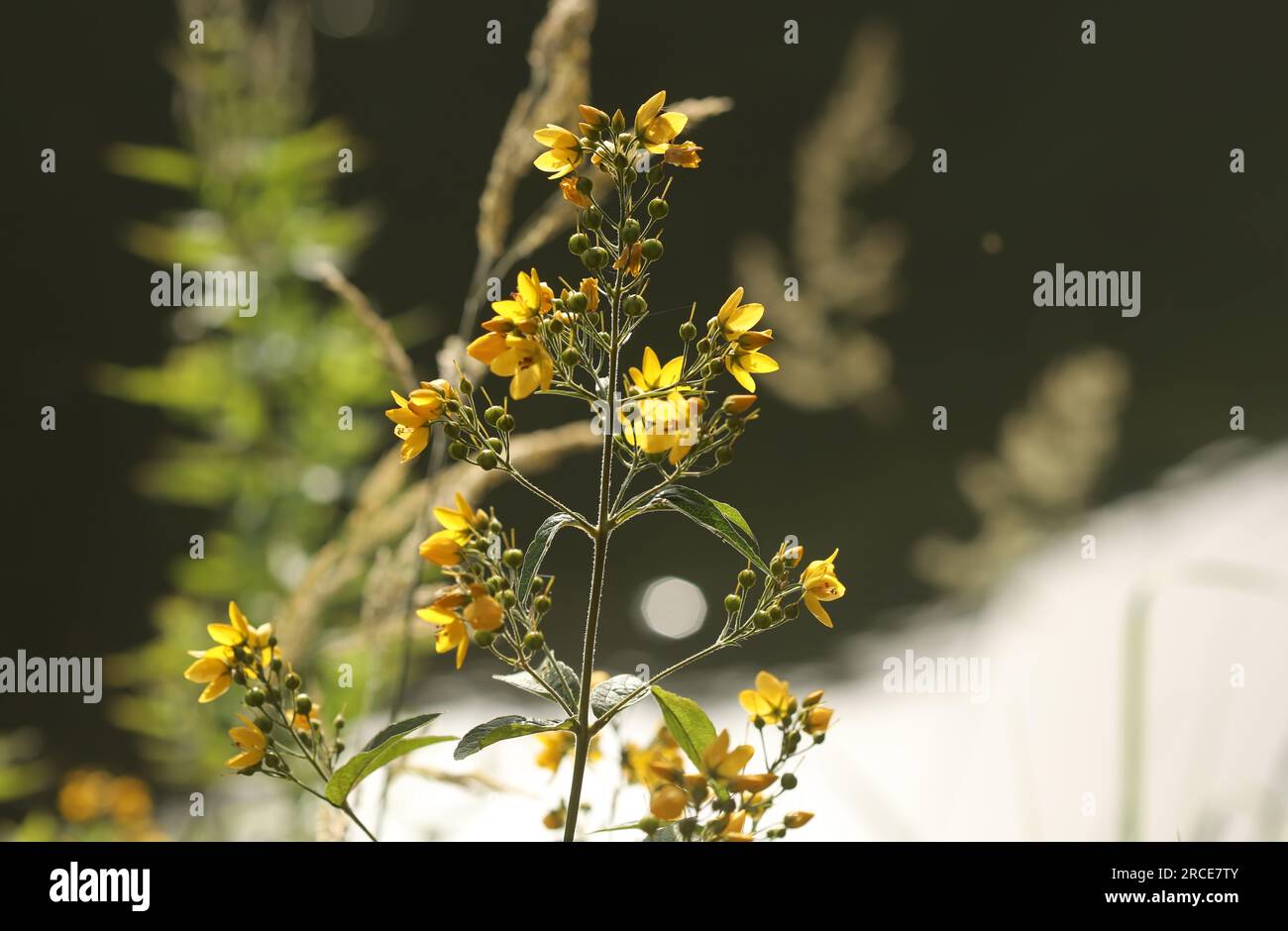 Fiore giallo in una natura Foto Stock