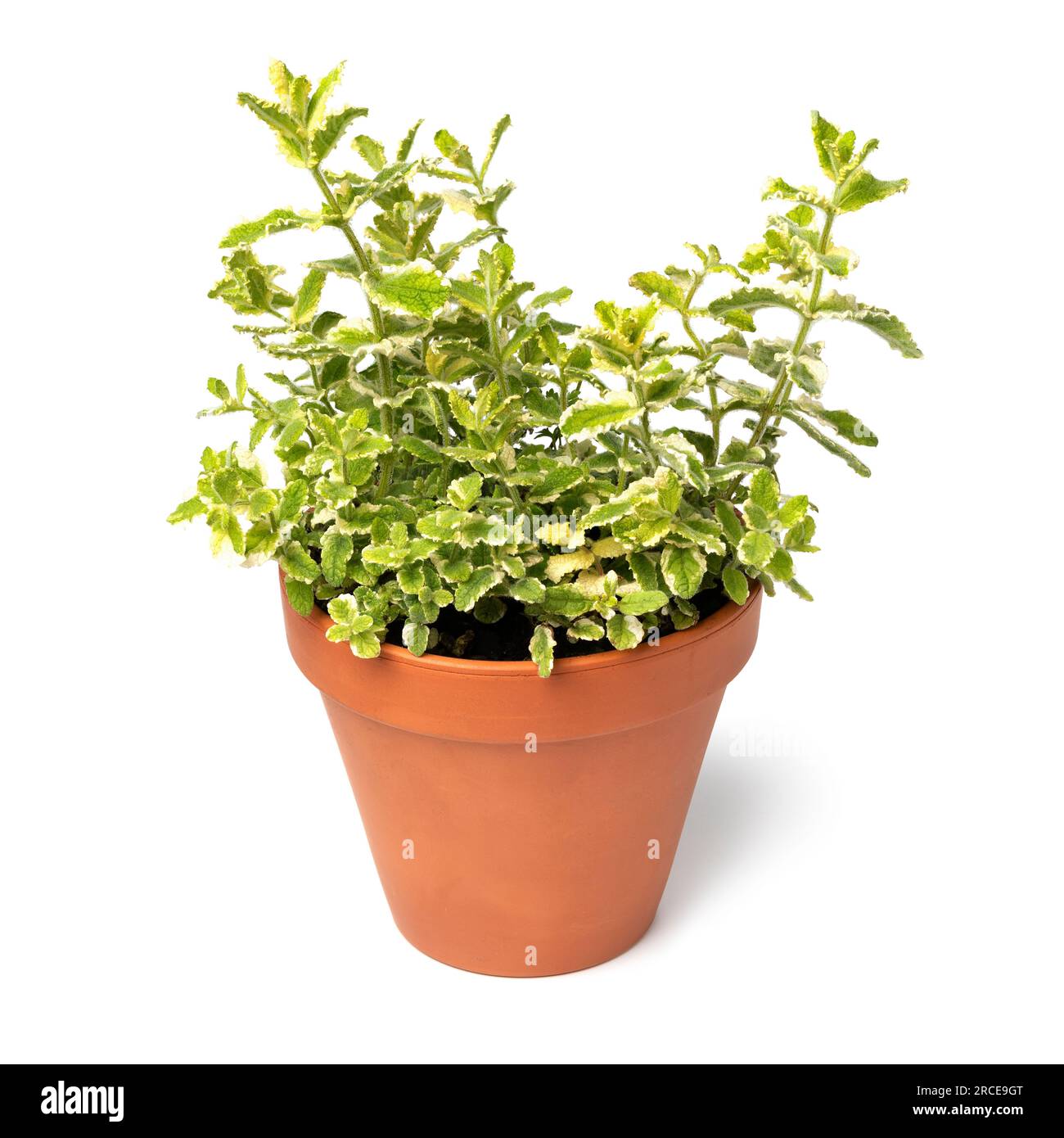 Vaso di piante in ceramica con una pianta di menta di mele isolato su sfondo bianco Foto Stock